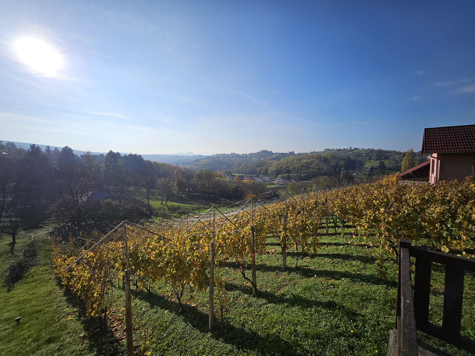 Viñedos en Croacia. El mapa interactivo recoge más de 4,3 millones de viñedos en 90 países.